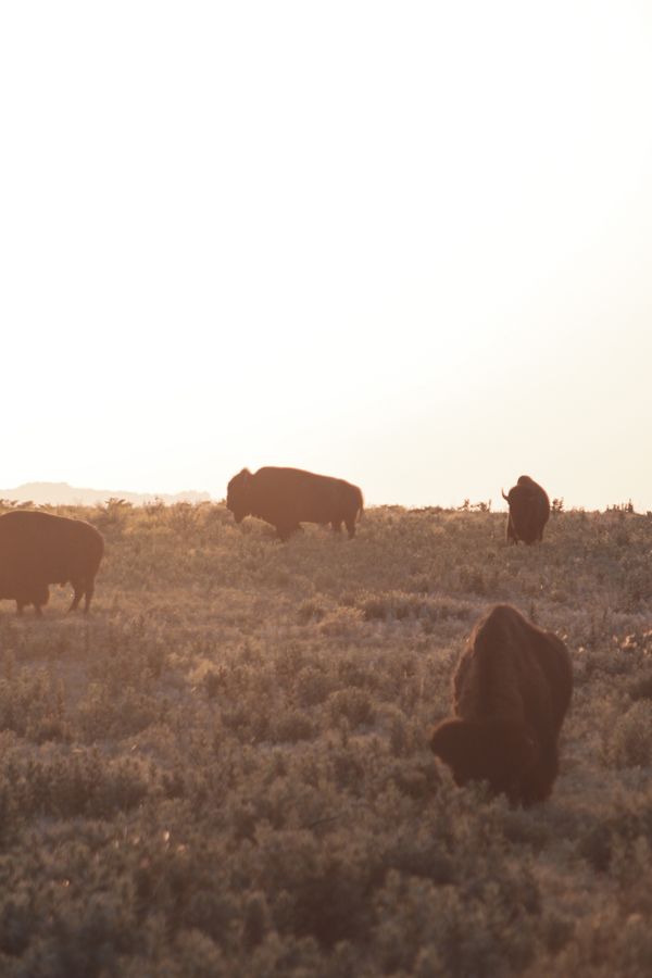 The American West thumbnail