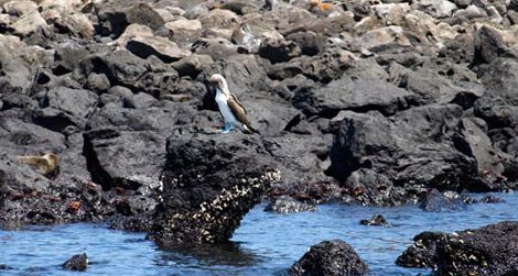 20110520104029galapagos.jpg