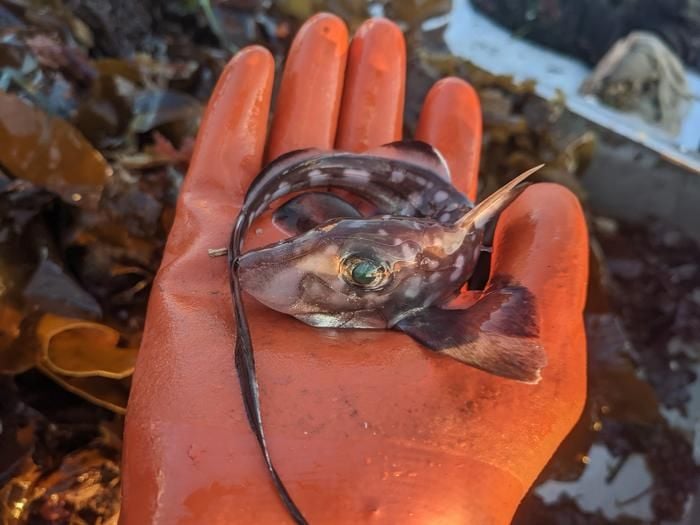 Deep-Sea Fish Has Teeth on Its Forehead and Uses Them for Sex