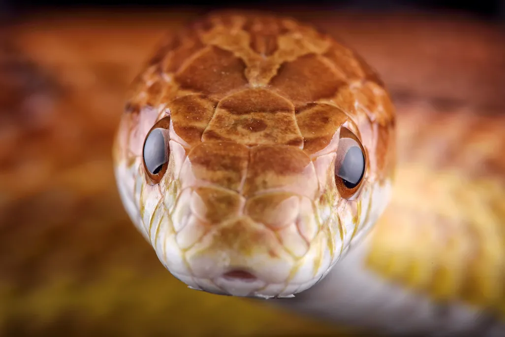 snake