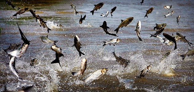 Asian carp in Mississippi River