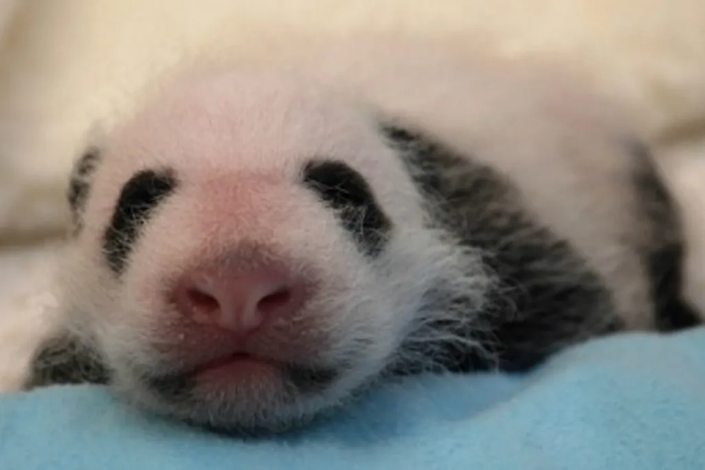 The panda cub receiving her first veterinary exam