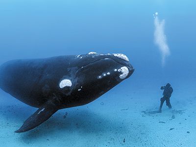 Off the Auckland Islands, a southern right whale moves in for a closer look at Skerry’s diving partner.