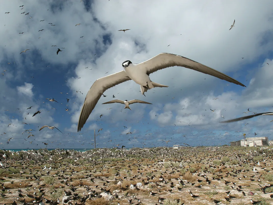 Sooty Terns on Tern Island
