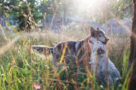 Two gray wolves—Jesse and her partner, Shilo—play in the evening sun.