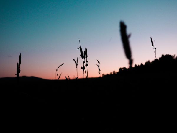 Stalks of grain sticking out of a field at sunset. thumbnail