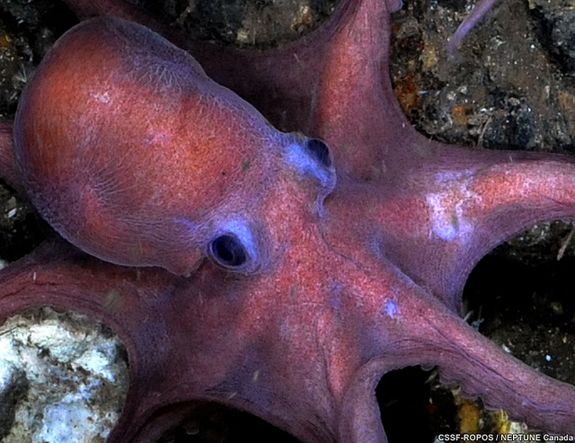 An octopus in the eastern Pacific