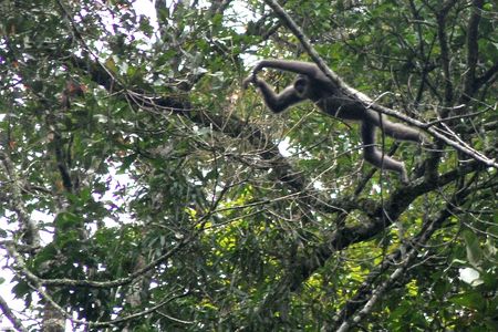 Gibbons were among the endangered species discovered on illicit Facebook groups during a recent study of illegal animal trafficking. 
