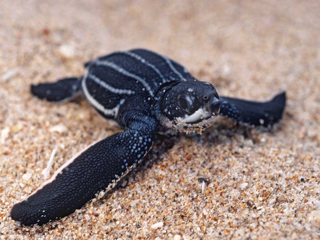 Leatherback Sea Turtle