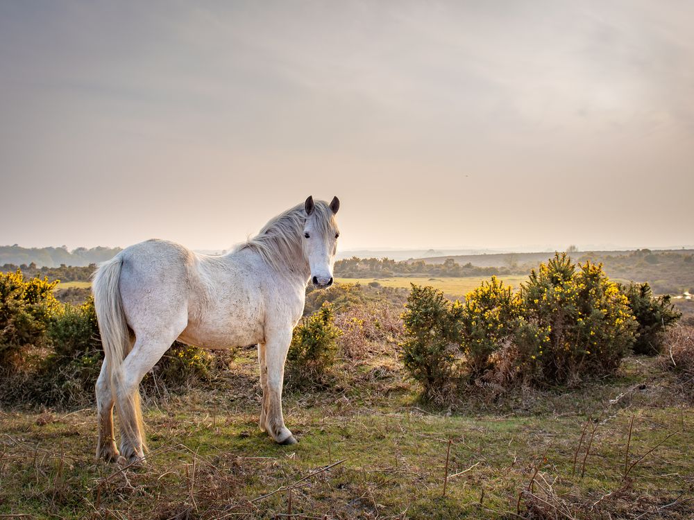 a white pony standing in a field with grey skies