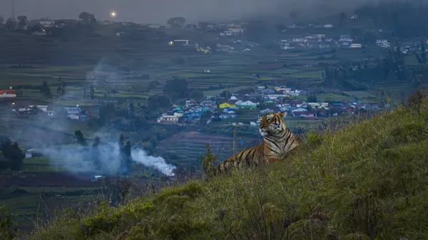 An evening on the hill. thumbnail