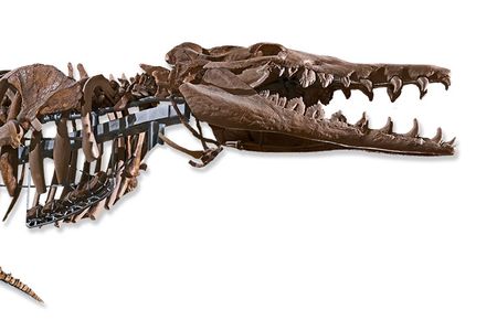 It took scientists 150 years to finally complete the fossil of Basilosaurus, an early whale. But even then, no one could agree on a name: it was first called Basilosaurus, or "king lizard," then later Hydrarchos, or "giant sea serpent." Its bones were seen as having been part of a long-extinct flightless giant bird. Today the complete fossil that we know to be the intermediary between older land mammals and modern limbless whales is hanging in the Ocean Hall in the Smithsonian National Museum of Natural History.