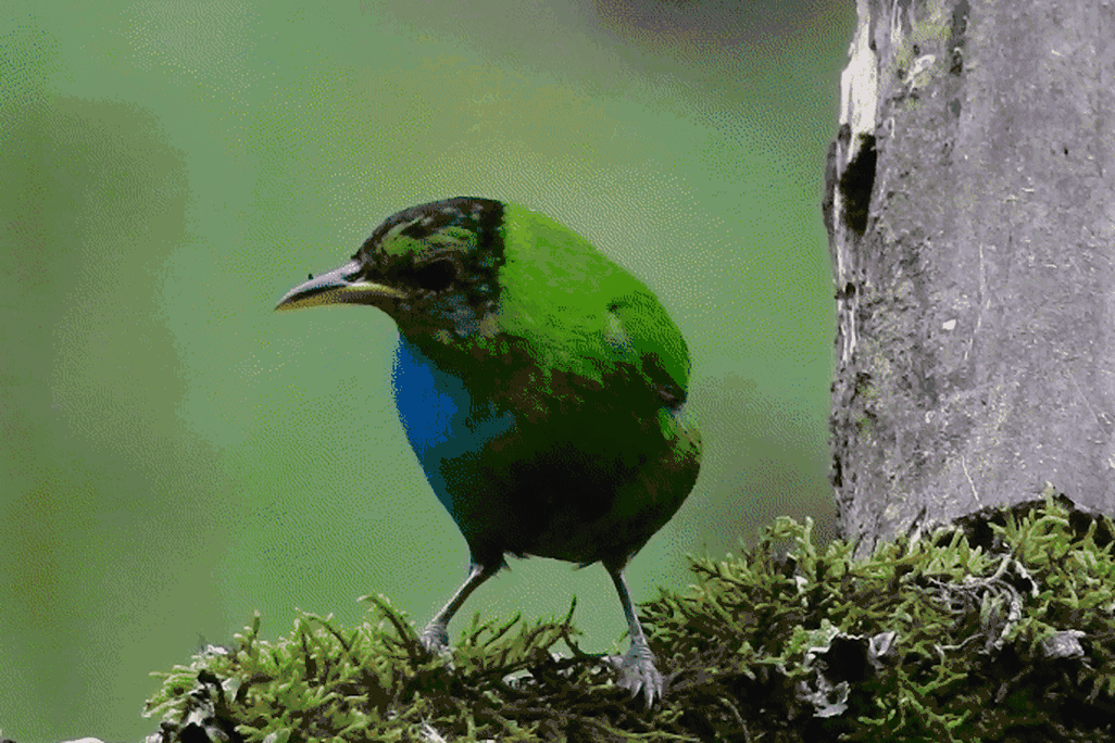 Bird with half green and half blue plumage