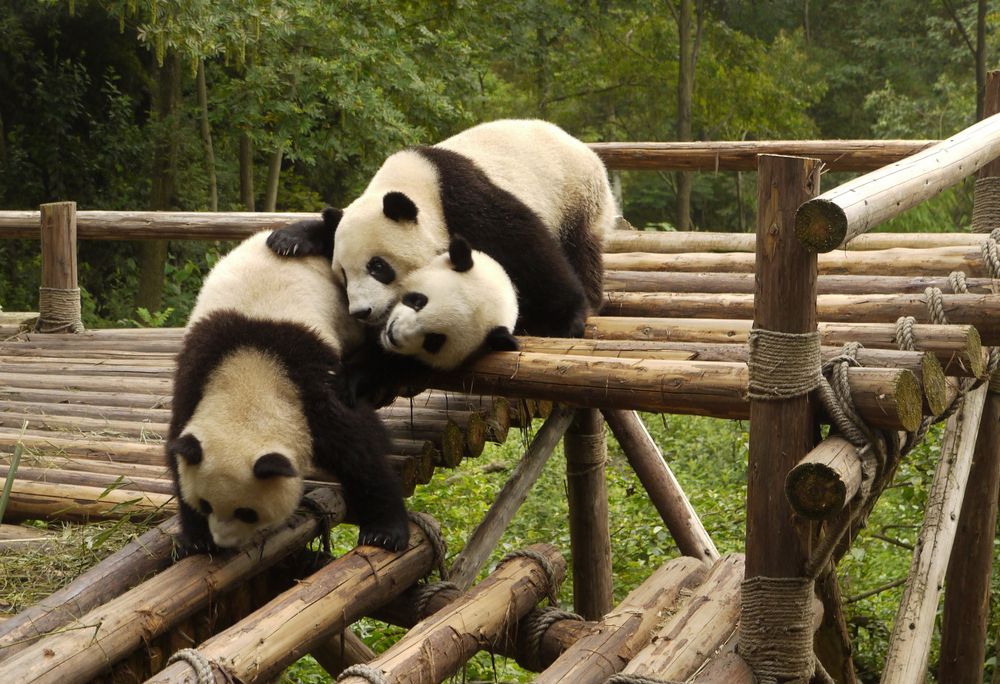 Giant Panda In Natural Habitat