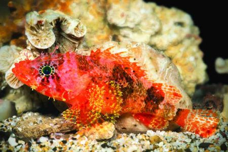 Named for photographer Barry Brown, meet the newly discovered scorpionfish Scorpaenodes barrybrowni.