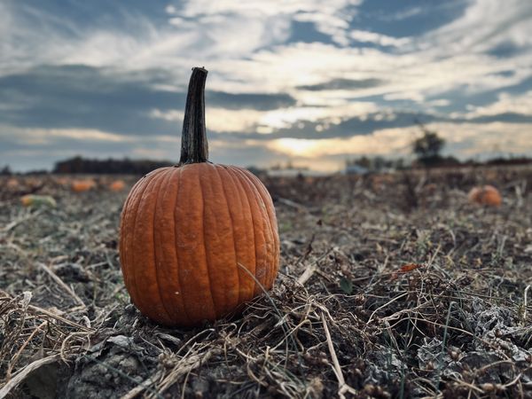 Kentucky Pumpkin near Hodgenville, KY thumbnail