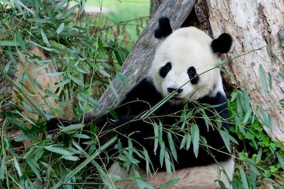The zoo feeds Tian Tian up to 100 pounds of bamboo each day.