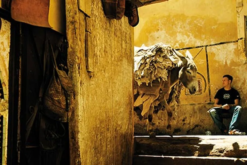 Fez Morocco donkeys