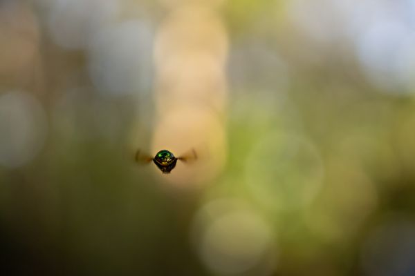 Orchid Bee thumbnail