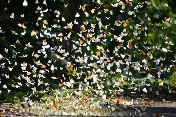Butterflies dancing in the sunshine thumbnail