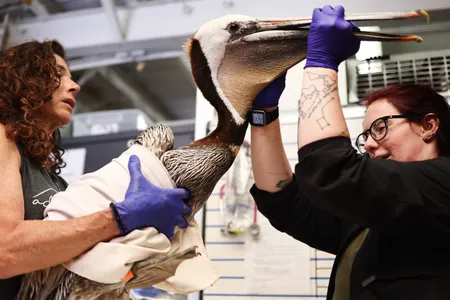 Teal Helms (right) and volunteer Gali Begim (left) perform intake assesments on a brown pelican at the Wetlands and Wildlife Care Center in Huntington Beach, California.