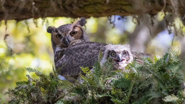 Great Horned Owl and Owlet thumbnail
