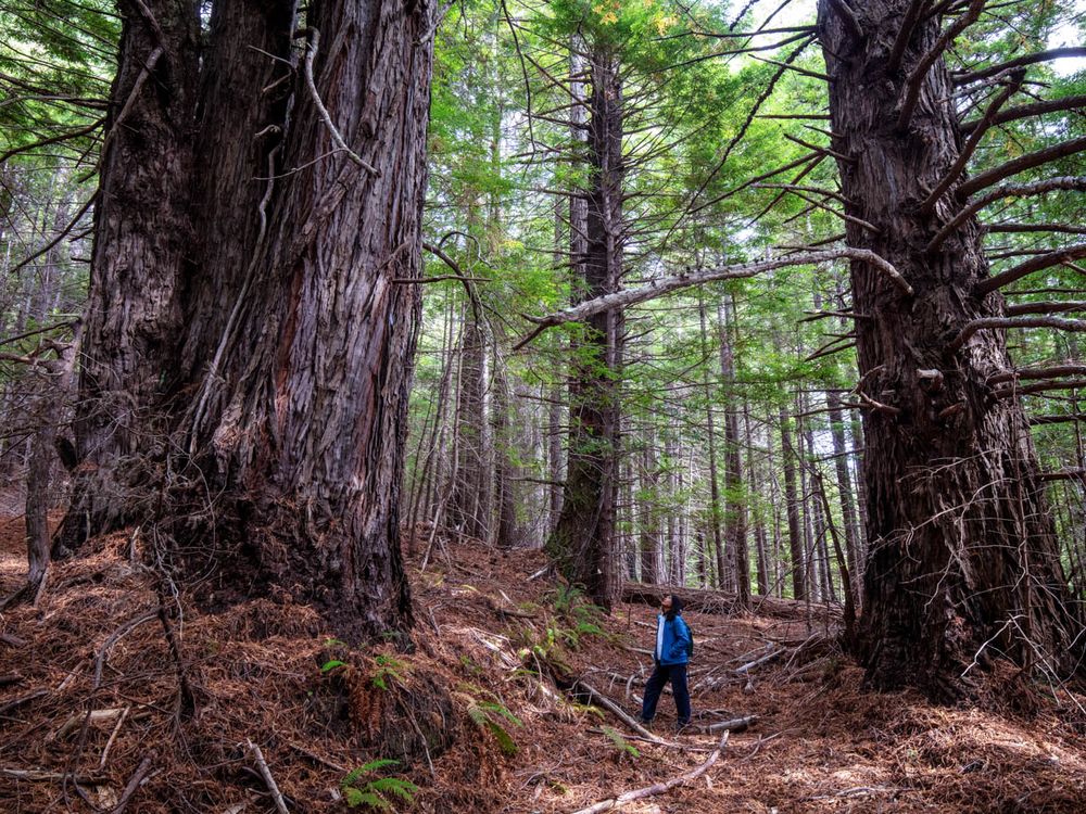 A person stands in a redwood forest