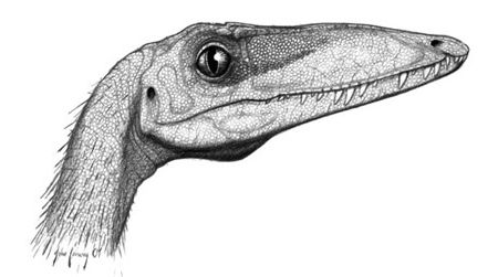 The head of Coelophysis - a close relative of Camposaurus - as restored by John Conway