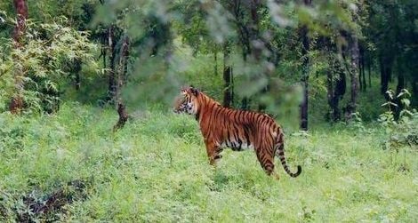 A tiger in the Bhadra Wildlife Sanctuary in India