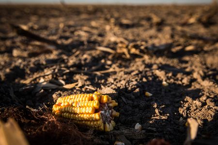 An ear of corn sits on topsoil in Nebraska, part of the nation’s Corn Belt. Scientists estimate the region has lost about 35 percent of its topsoil.