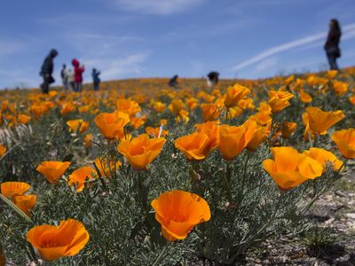 Hikers explore fields of California poppies near Antelope Valley in Lancaster, California, Sunday, April 26, 2014.