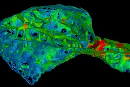 A close-up view of the os cordis bone, a tiny bone discovered in the heart tissue of some chimpanzees