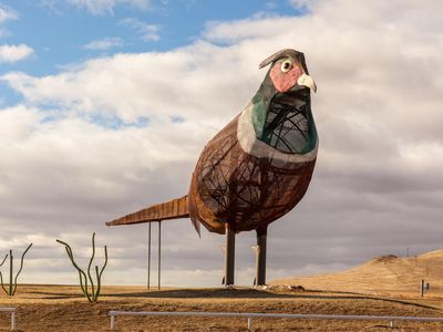Pheasants on the Prairie