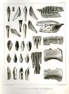 20110520083127hadrosaurus-lithograph-221x300.jpg