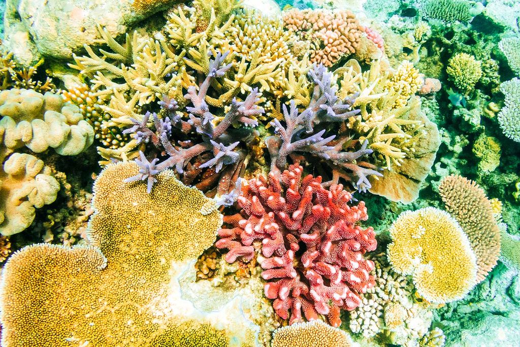 Coral Reef Smell