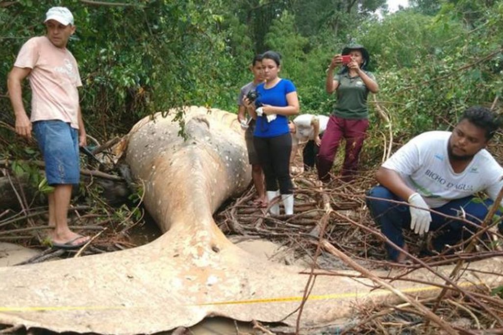 whale-calf-swampy-fb-1-700x420.jpg