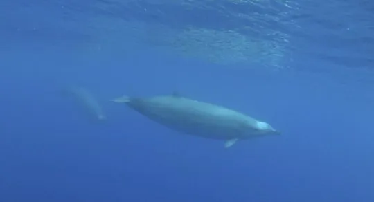 True's Beaked Whale