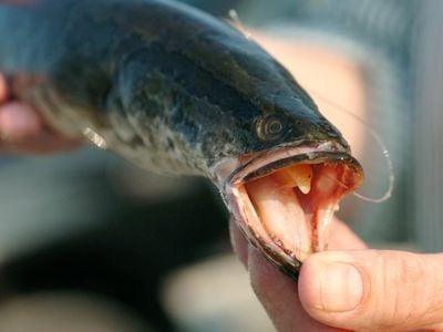 A northern snakehead caught in the Potomac River in 2004.