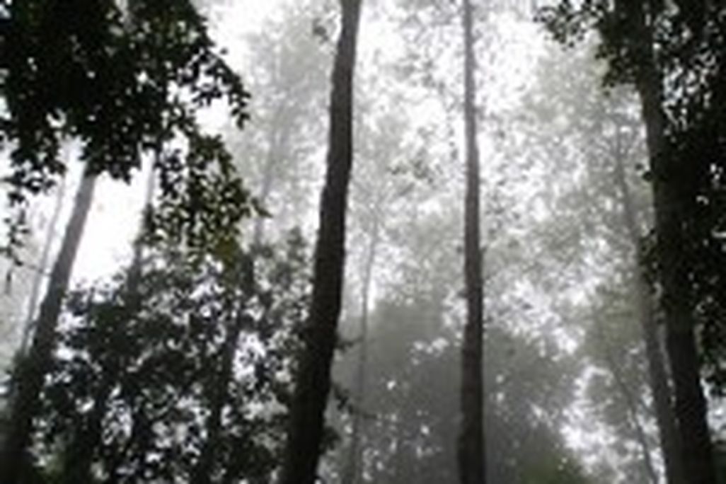 20110520104026mist-200x300.jpg
