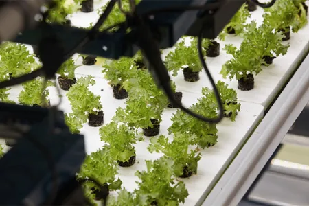 Bowery's indoor farm