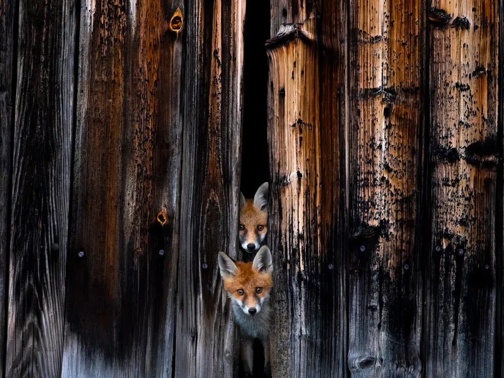 two foxes peer through a slightly open, wooden barn door