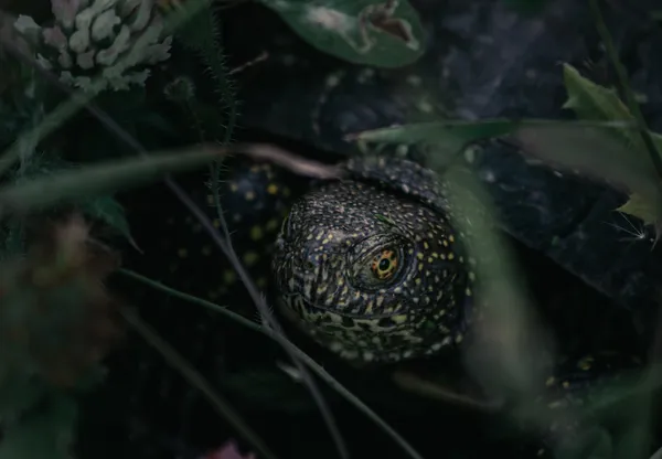 Emys trinacris portrait thumbnail