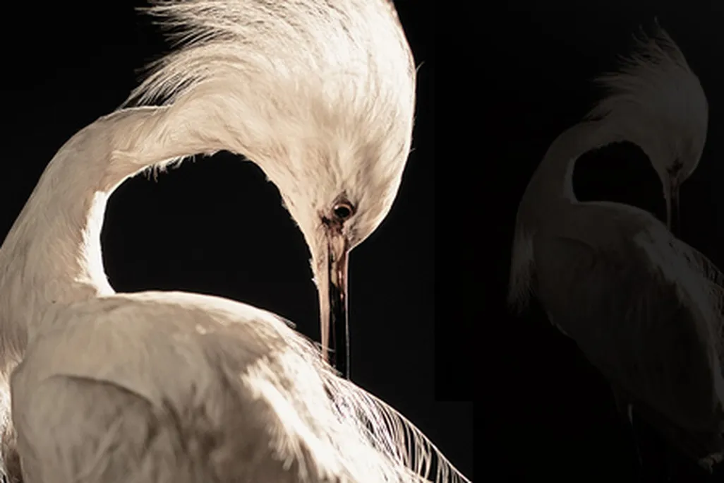 Egret