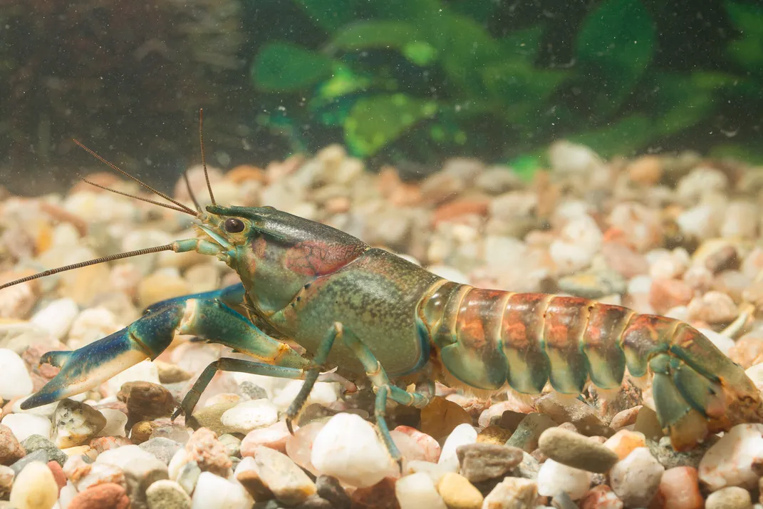 side full body view of the crayfish