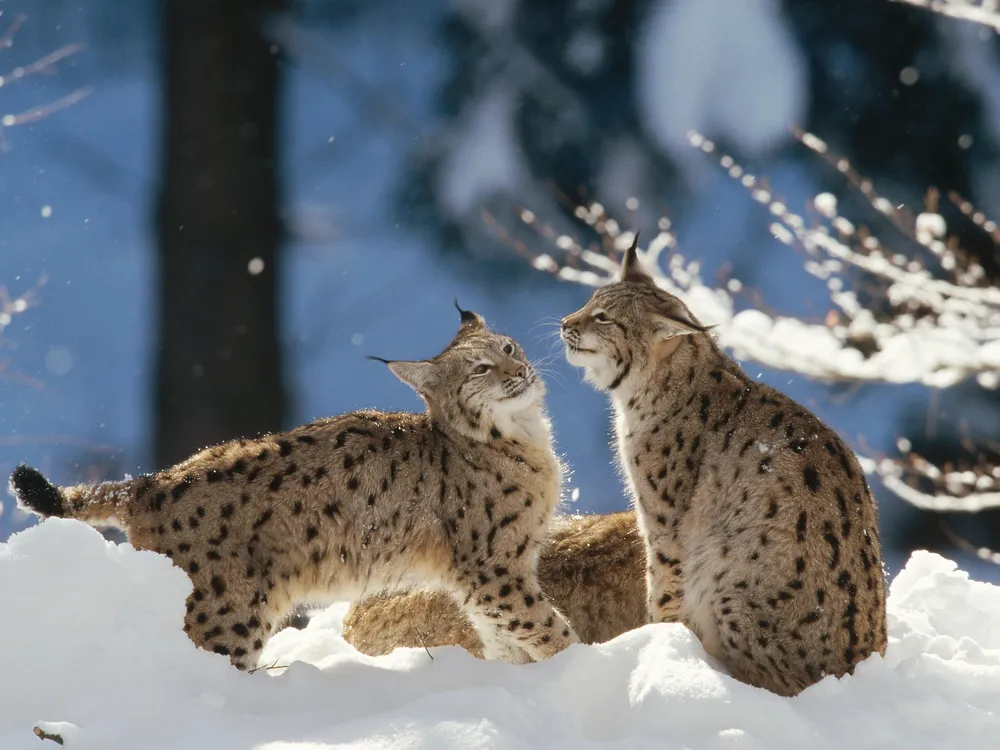 lynx