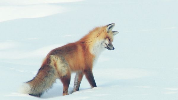 Preview thumbnail for Red Fox Hilariously Pounces Headfirst Into Snow