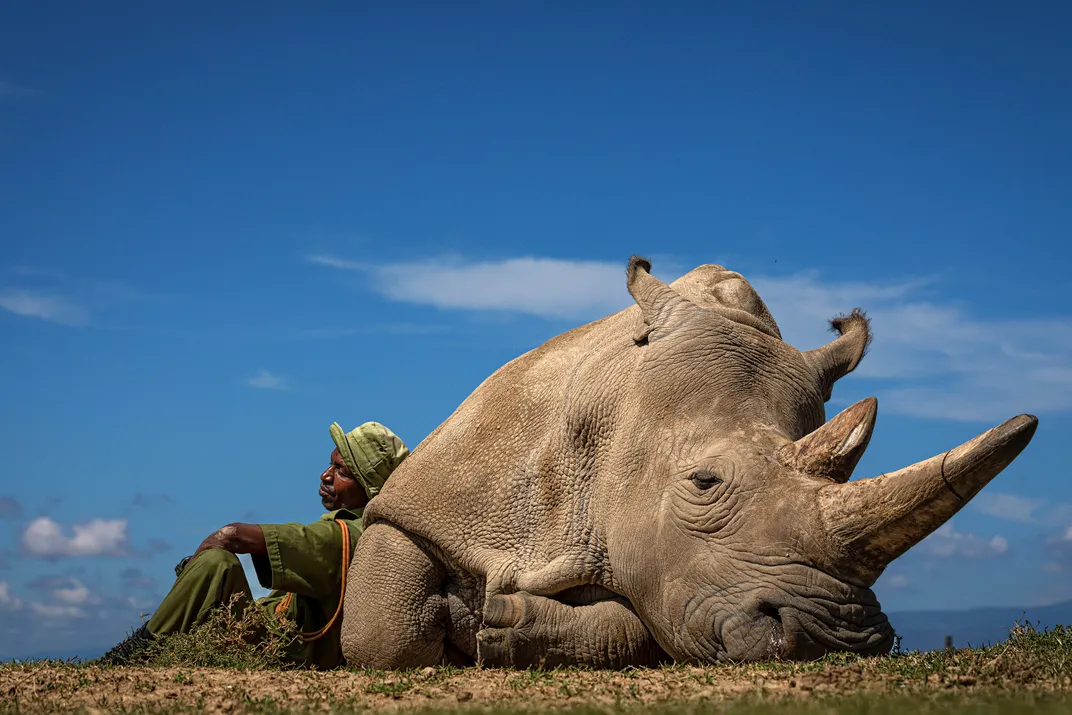 Northern white rhino resting with her caretaker