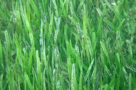 Turtle grass may rely on tiny crustaceans as pollinators. 