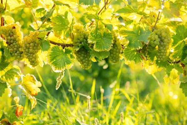 Bunches of white grapes on the vine thumbnail