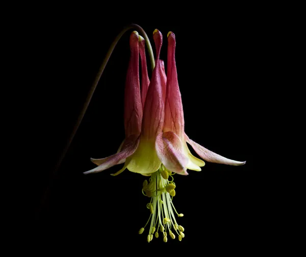 Native Indiana wild Columbine still life in the afternoon thumbnail
